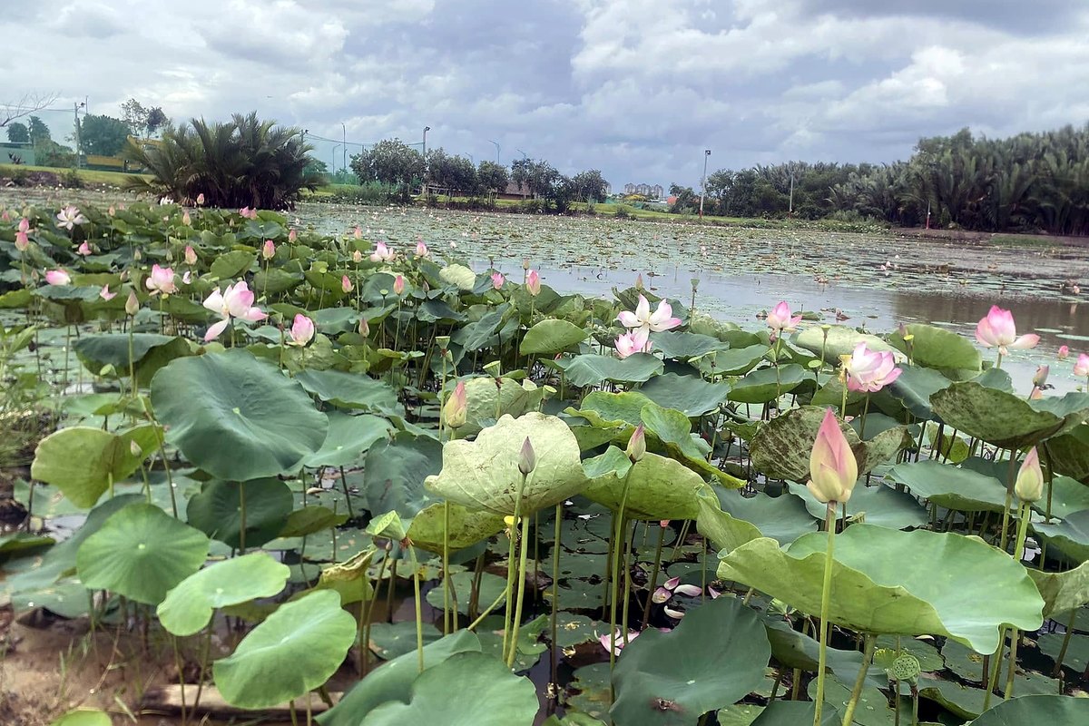 Ảnh minh hoạ: Ngày golf doanh nghiệp
